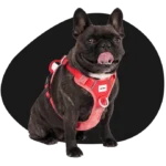 Buy new dog harness online sale priced to sell from our Australian online store.