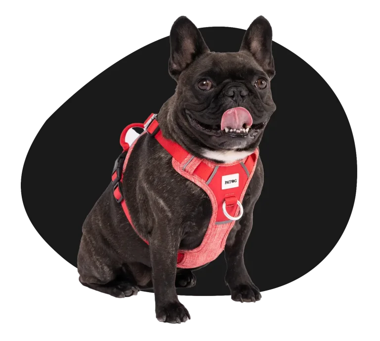 Buy new dog harness online sale priced to sell from our Australian online store.